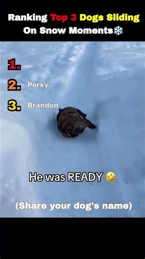 Ranking The Funniest Dogs Sliding On Ice 🐶❄️