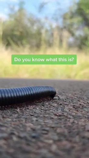 Identifying the Mysterious Insect: Shongololo in South Africa
