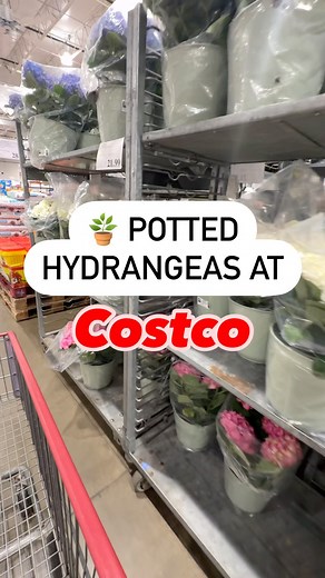 6.3K views · 404 reactions | Gorgeous Potted Hydrangeas are in at Costco!  These vibrant blooms are perfect for spring decorating or adding a pop of color to your garden. Limited-time find—grab yours while they last! ✨ Chicago, IL #costco #costcodiscoveries #spring #flowers #gardendecor #indoorplantsdecor #hydrangeas #costcofinds #pottedplants #scents | Discovering Costco | Facebook