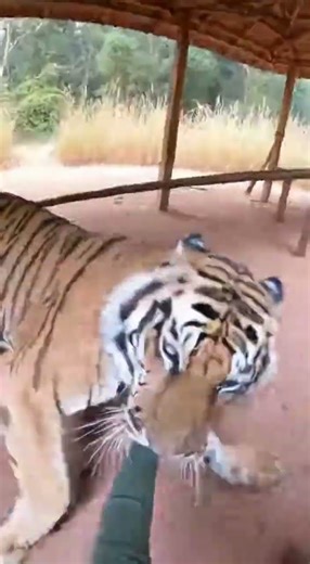 Tiger Walks Straight Toward the Camera 😳🐅🔥 | #shorts #tiger #wildlife