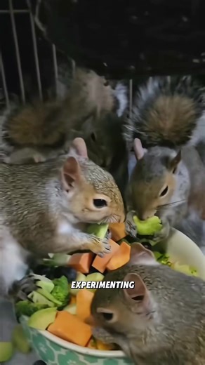 Rescuing Abandoned Animal Babies: A Heartwarming Journey