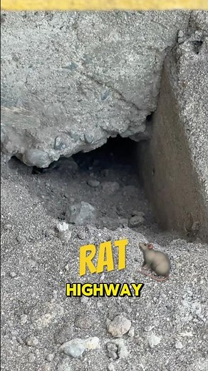 How to Stop Rats From Digging Under Concrete or Planter 🐀 #pestcontrol