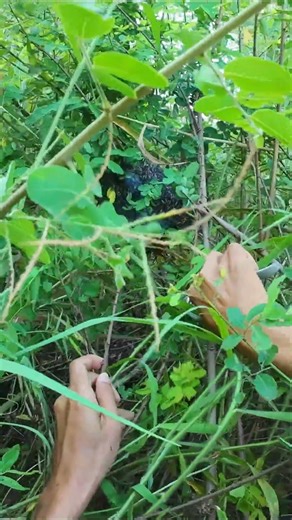 mật ong ruồi #bee #matongrungnguyenchat #shortvideo #tuancosanong