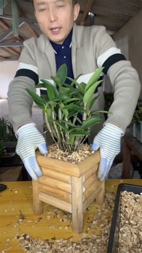 Best tutorial With Simple Tips💡💡Repotting Dendrobium Orchid plant 🌱🌱🌱