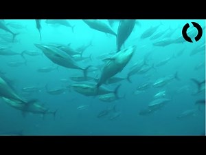 BlueROV2 Dive: Ensenada Fish Farms