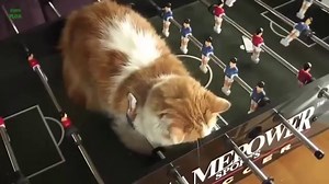 Funny Cats Meowing Compilation_2