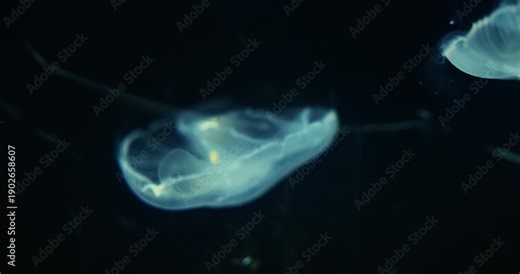 Common Jellyfish Close Up View. Aurelia Aurita. Moon Jellyfish Slow Swim. Jellyfish Is Almost Entirely Translucent. Capable Of Only Limited Motion, And Drifts With The Current, Even When Swimming