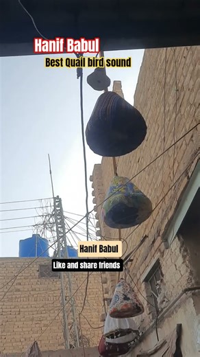 batair ki awaaz/Quail bird sound/бадана сойроки/صدای بلدر چن #shortvideo