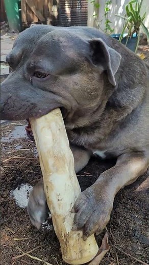 German Shepherd Pitbull mix #germanshepheard #dog #pitbullmix