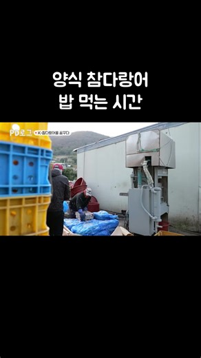 양식 참다랑어 밥 먹는 시간 #골라듄다큐