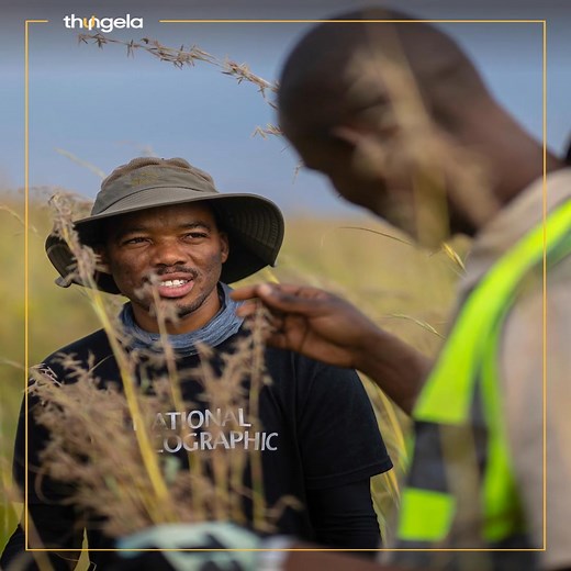 Big win for conservation at Mafube! Researchers at Mafube Coal’s owl sanctuary have made a significant discovery: five breeding pairs of Marsh Owl (Asio capensis), a species recently listed as threatened in the region. Grassland owls have faced challenges due to habitat loss from mining, farming and development. To address this issue, Mafube – in collaboration with ecologist Rebotile Rachuene, a National Geographic Explorer – is creating a protected landscape where owls can thrive once again. Th