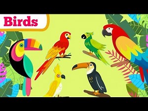 learn birds names | birds flashcards for kids