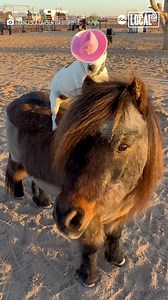 This dog loves to jump up and catch a ride on his farm friend! | Localish