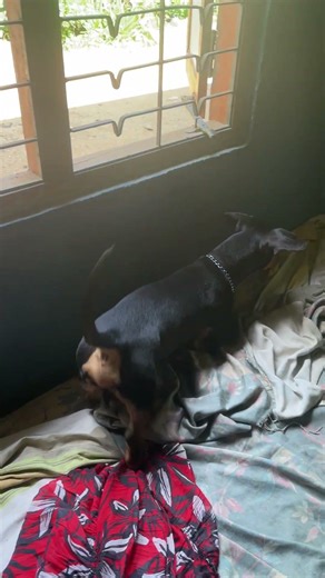 Charlie on Window Watch Duty 🐶🪟👀 #viral #viralvideo #barkadoo #foryou #fpy #funny #foryourpage