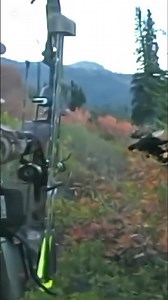 very perfect shot of mosse hunting with bow#hunting#moose#chasse #caccia#archery#bowhunting