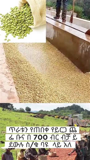 Exploring Ethiopian Coffee Culture on TikTok