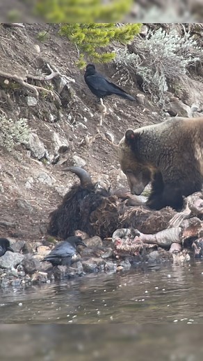 This video is for all of the people who didn't believe the bear was eating a bison! Now you can see its head. It's not a horse, not another bear, not a goat, or many other things, it's a bison along the Yellowstone river. | Wild Love Images - Julie Argyle Wildlife Photography #shootwithacamera