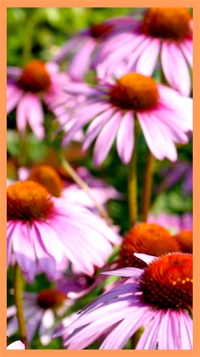 21K views · 506 reactions | Coneflowers, also known as echinacea, are one of America’s native wildflowers, beloved by butterflies, bees, and songbirds. . . as well as humans! Learn more about growing coneflowers—from planting, to pests and a few fun facts. Almanac.com/FGH | The Old Farmers Almanac | Facebook