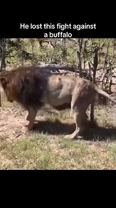 Dying male Lion after getting gored by Buffalo | Wild Animals Sightings