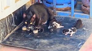 27K views · 550 reactions | Trying to rescue an angry feral mama cat #viral | Cute Kittens | Facebook