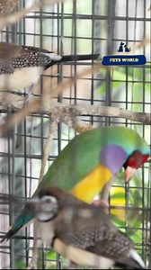 Male Finch try to attract female finch 🥰 #reels #reelsviral #reelsvideo #finch #finches | PETS WORLD Kerala