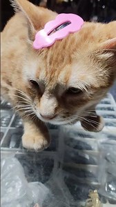 meri dhadkan #cat #cute