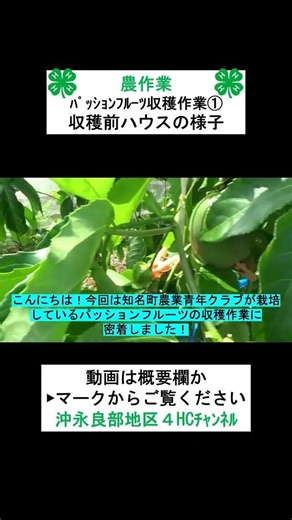 【農作業】パッションフルーツの収穫作業①