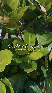 You, and only you, are responsible for your happiness. 🐝 #aesthetic #sololiving #iphoneography