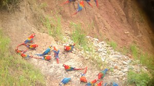 Celebration of all Parrots companion and wild! | Indonesian Parrot Project