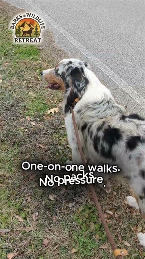 Give Your Dog a Better Boarding Experience 🐶✨