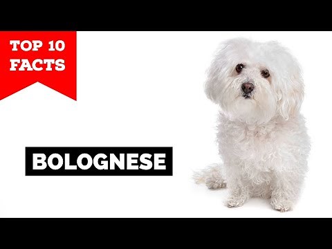 Bolognese Dog - Top 10 Facts
