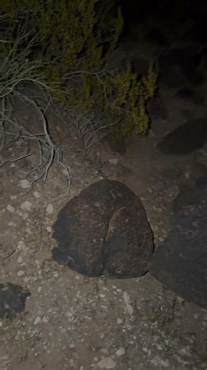 Western Diamondback Rattlesnake Release