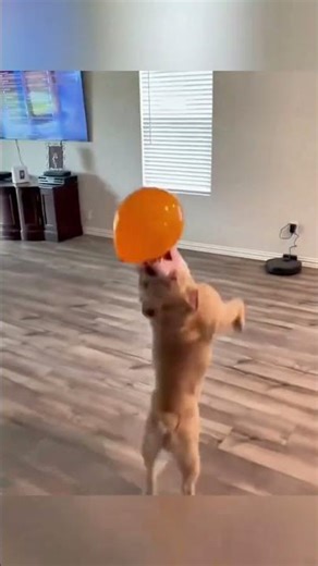 "Dogs Having a Bad Day 😂🐶 | Funniest Dog Fails & Relatable Moments #dogsofyoutube