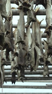 Cod bodies drying on a wooden rack outside, in the preparation of stockfish a traditional method of preserving fish, Fish industry, Lofoten archipelago islands, Nordland county, Norway.