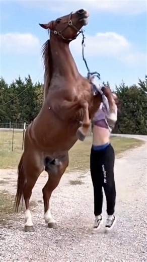 88K views · 492 reactions | Adorable horse Winky enjoys a refreshing bubble bath and thorough washing session. ​#HorseBath ​#CuteAnimals ​#WinkyTheHorse | Galloping Grace | Facebook