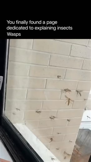 Explaining Insects 🦋 on Instagram: "Wasp have photographic memory, meaning that they can remember and recognize faces, places, and patterns with incredible precision after only seeing them once. They use this ability to identify members of their own colony, locate food sources, and remember threats or enemies. Studies show that some wasp species can distinguish human faces the same way people do—by focusing on the arrangement of eyes, nose, and mouth rather than simple shapes or colors. This ad