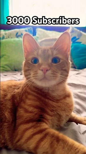 🐈This Cat Shows Appreciation to His BESTFRIENDS😻#cute #love #memes