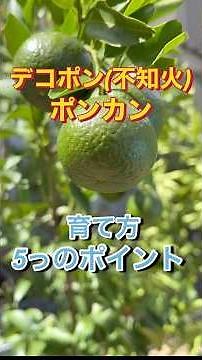 デコポン(不知火)、ポンカンの育て方、5っのポイント