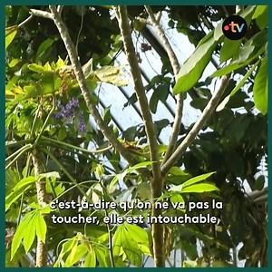 Depuis des siècles, les plantes sont bien plus que de simples éléments de la nature. Elles sont devenues des symboles puissants dans de nombreuses cultures et pratiques spirituelles 🌿✨ Comment ces représentations se sont-elles installées ? Explorez l’évolution de ces symboles fascinants et leur impact sur notre monde spirituel et culturel. | Silence ça pousse