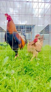 15K views · 668 reactions | Tatak GREENVILLE!!! | Greenville Farm | Facebook