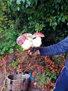 Share please!! | Funghi Porcini