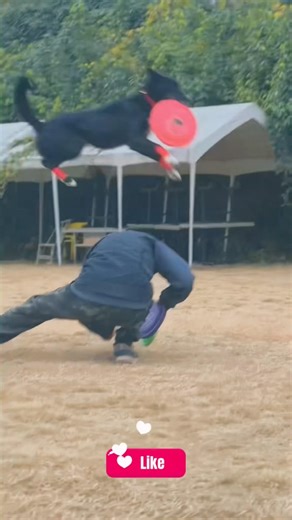 Talented Dogs #pets #animallife #labrador #animals #shorts