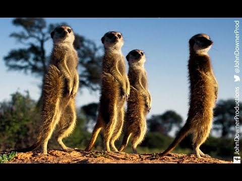 DRONGO TRICKS MEERKATS!