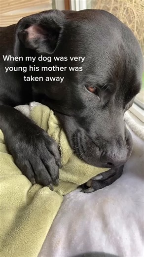 Practicing Nursing on Dog: Pittbull Milking Suckling Mastiff | 2-Year-Old Baby Boy