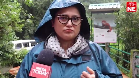 Newborn red panda cubs bring hope to Sikkim’s conservation efforts