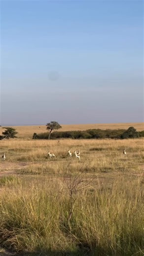 Cheetahs prefer to hunt medium sized animals that are not too heavy to bring down. Their favorite prey are Thomson and Grant gazelles, impala, springbok, young wildebeest, and hares. They choose animals that graze in open areas where the cheetah can use its great speed. A cheetah depends on surprise and a short fast chase, usually less than 300 meters, because it cannot run at top speed for long. | Raymond Kisasembe