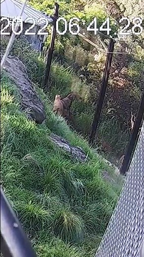 CCTV Released of Targona Zoo Lion Escape