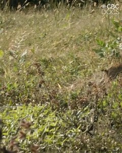 This is the first time that a wild rabbit has ever been filmed ... swimming. | CBC Docs | CBC