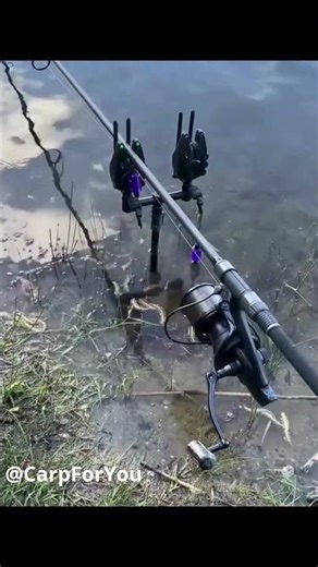 Carp Run 32 #fishing #fishingshorts #carpfishing