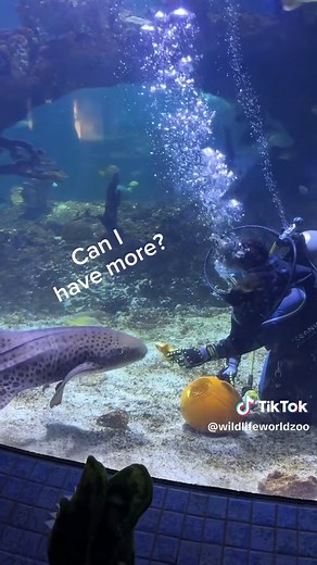 Shark Pumpkin Carving Fun with Draco the Zebra Shark